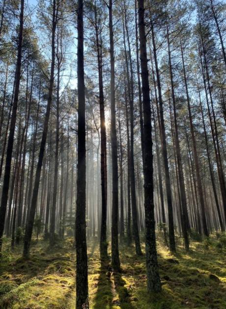 Zakup lasu i gruntów przeznaczonych do zalesienia